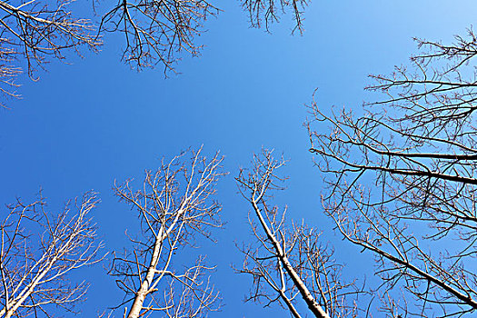 仰望天空,大树,仰视,阳光,蓝天