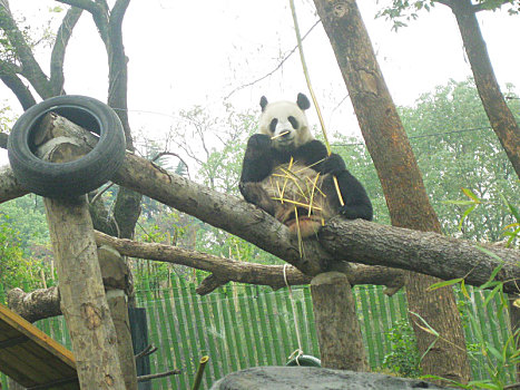 武汉动物园,憨态可掬的大熊猫