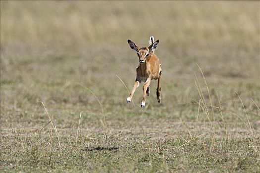 黑斑羚,诞生,只有,几个,钟点,老,马赛马拉,肯尼亚