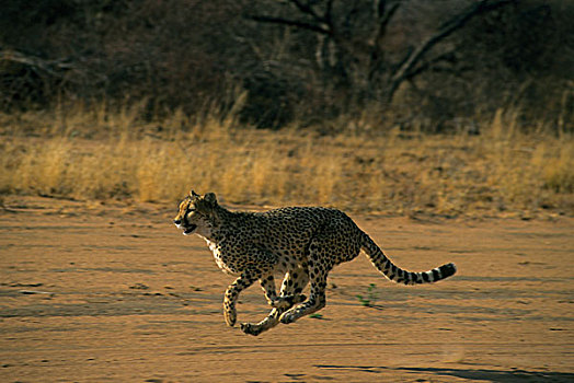 纳米比亚,印度豹,猎豹