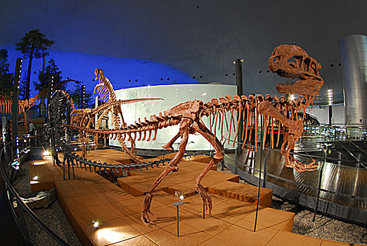 恐龙,博物馆