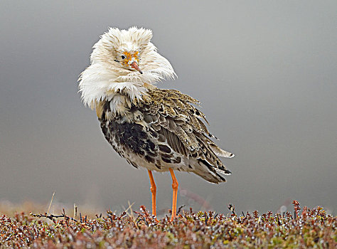 毛领鸽,流苏鹬,婚礼,羽毛,求爱,半岛,挪威,欧洲