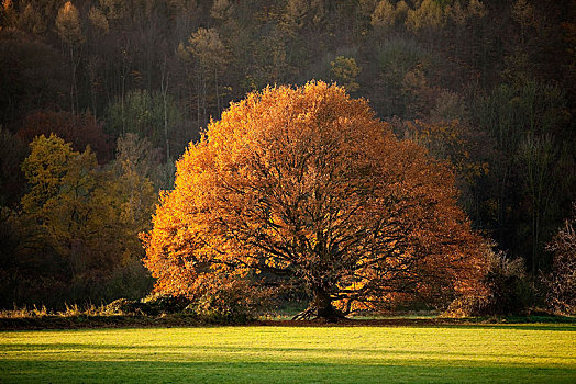 橡树,秋天,鲁尔区,北莱茵威斯特伐利亚,德国,欧洲