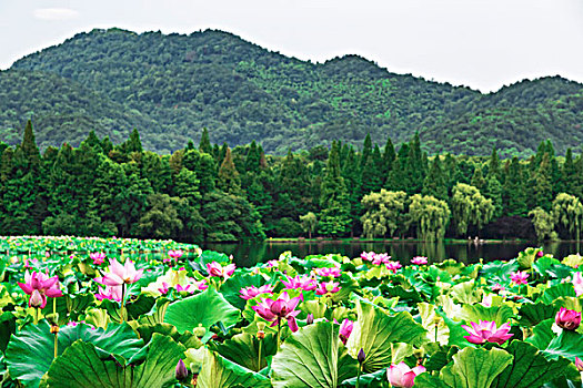 杭州西湖风光夏日荷花