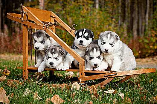 西伯利亚,哈士奇犬,小狗,小,木质,狗拉雪橇,阿拉斯加