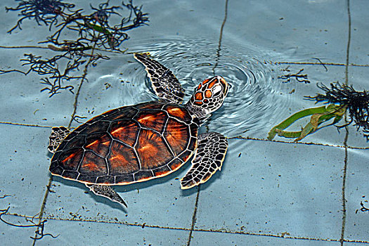 橄榄龟,1岁,饲养,车站,巴厘岛,印度尼西亚,亚洲