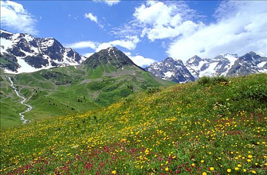 法国,上阿尔卑斯省,雪山,高,山地牧场