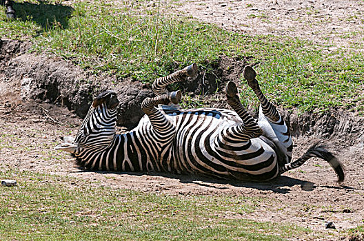 斑马,马,马赛马拉国家保护区,肯尼亚