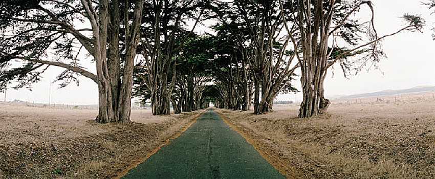 树林,空,乡间小路,加利福尼亚,美国