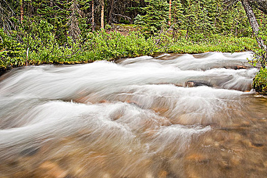 小溪,流动,云杉,树林,班芙国家公园,艾伯塔省