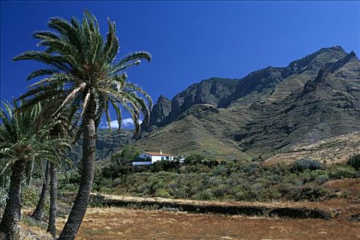 棕榈树,农舍,山谷,大卡纳利岛,加纳利群岛,西班牙,欧洲