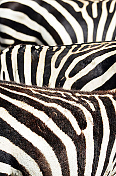 肯尼亚,安伯塞利国家公园,特写,斑马纹