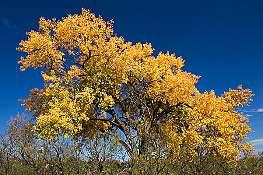 棉白杨,秋色,野生动植物保护区,新墨西哥,北美,美国