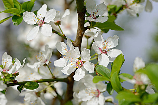 花,黑刺李