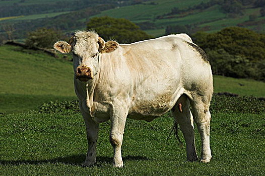 白色,牛肉,母牛,草场,诺森伯兰郡