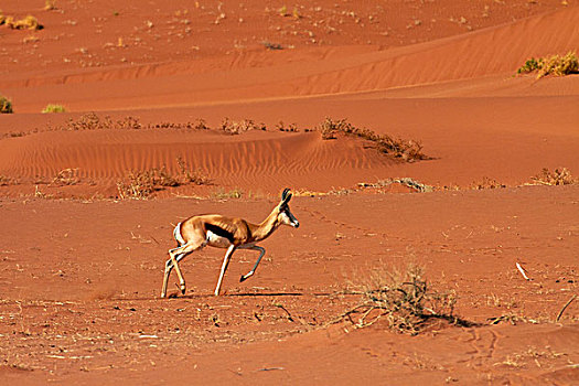 跳羚,沙丘,靠近,索苏维来地区,纳米比诺克陆夫国家公园,纳米比亚,非洲