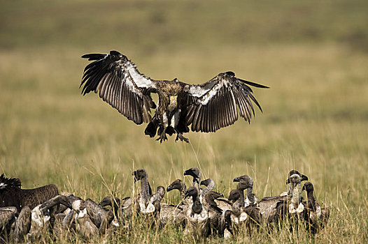 成群,秃鹰,马赛马拉,肯尼亚