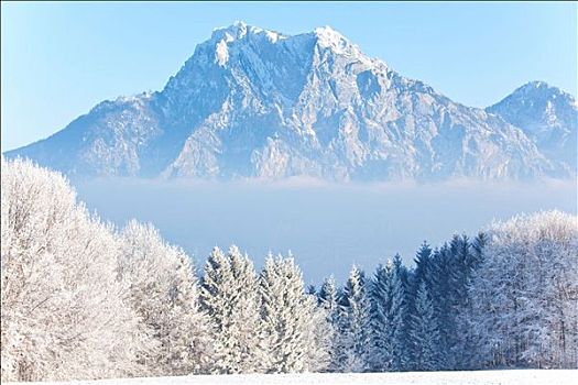 积雪,树,山,奥地利