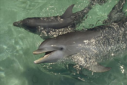 宽吻海豚,一对,加勒比海
