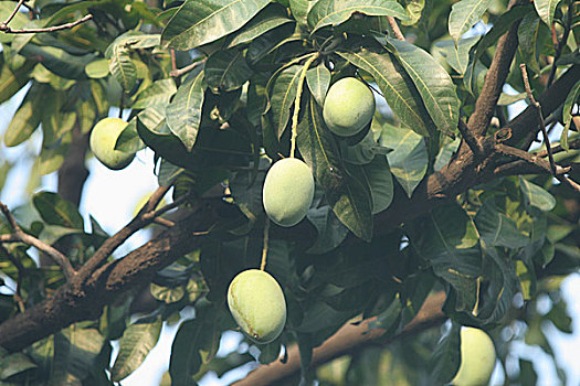 绿色,芒果,季节,水果,孟加拉