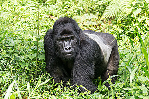 山地大猩猩,大猩猩,群,树林,国家公园,乌干达,非洲