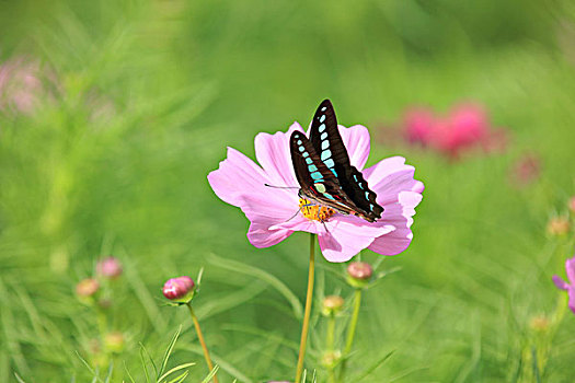 波斯菊