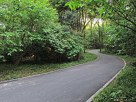 林区道路