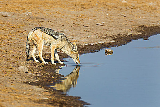 黑背狐狼,黑背豺,喝,水坑,埃托沙国家公园,纳米比亚,非洲