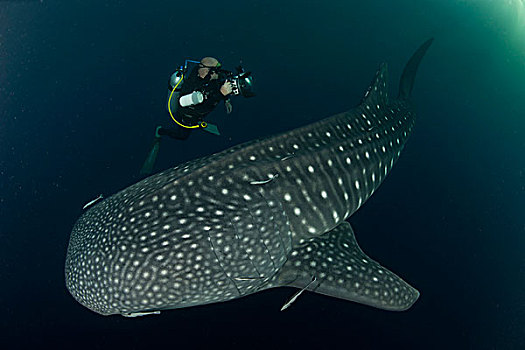 潜水,鲸鲨,巴布亚岛,印度尼西亚