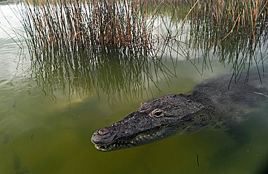 鳄鱼,尤卡坦半岛,墨西哥