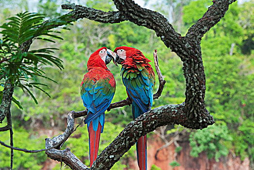 红绿金刚鹦鹉,绿翅金刚鹦鹉,南马托格罗索州,潘塔纳尔,巴西