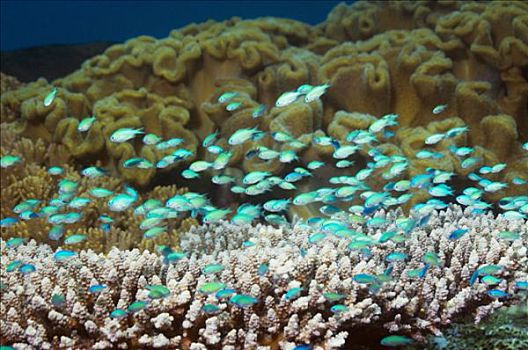 鱼群,上方,分岔,桌子,珊瑚,蓝碧海峡,北苏拉威西省,印度尼西亚