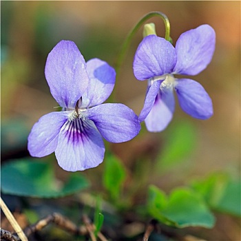 特写,野外,蓝花