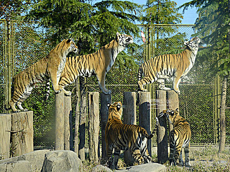 上海野生動物園