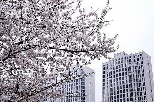 盛开的樱花树与即将完工的高楼