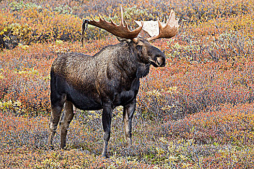 驼鹿,雄性动物,天鹅绒,秋色,德纳里峰国家公园,阿拉斯加,美国
