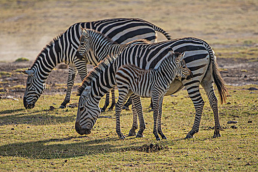 肯尼亚安博西里国家公园斑马