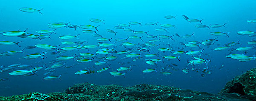 鱼群,阿曼,印度洋,水下