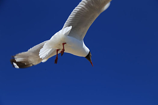 青海湖海鸥
