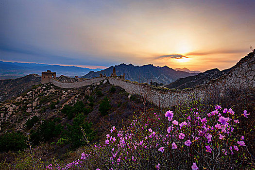 涞源长城的杜鹃花