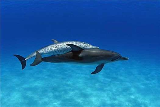 大西洋点斑原海豚,斑原海豚,两个,游动,一起