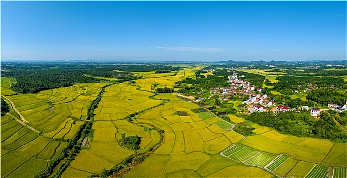 江西金溪,稻田金黄,丰景如画