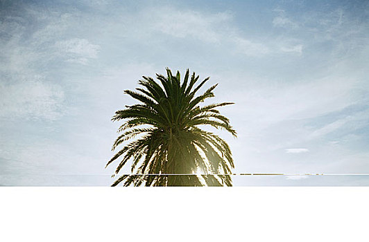 棕榈树,晴天