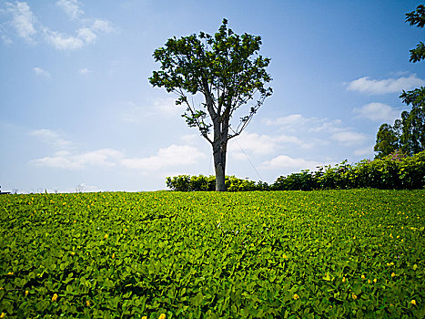 一棵绿树和草地