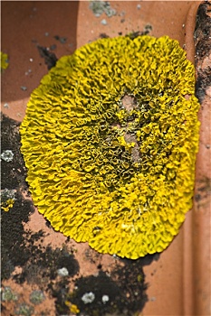 黄色,苔藓