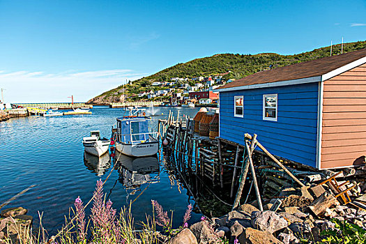 船,码头,小湾,纽芬兰,拉布拉多犬,加拿大