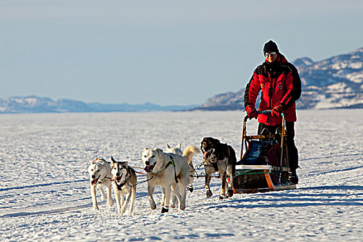 跑,驾驶,狗拉雪橇,团队,雪橇狗,两个,白色,领先,领着,狗,阿拉斯加,爱斯基摩犬,冰冻,育空地区,加拿大