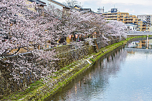 樱桃树,城镇,石川