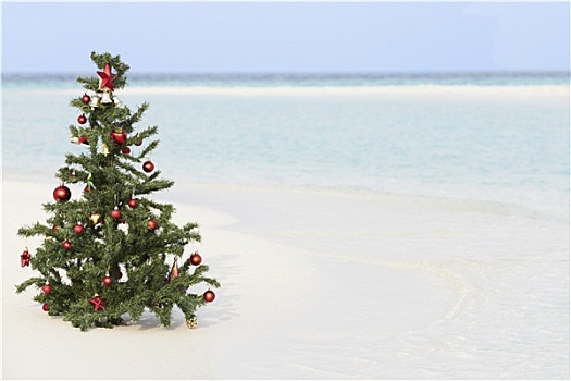 圣诞树,漂亮,热带沙滩