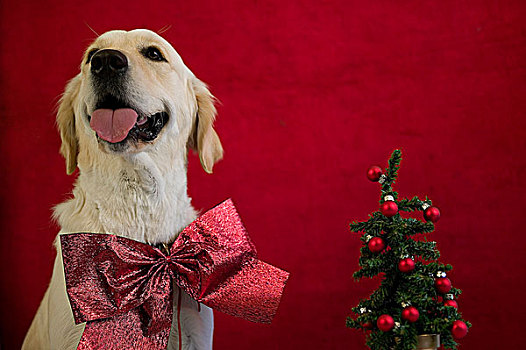 肖像,拉布拉多犬,穿,圣诞帽,围巾